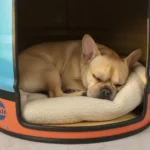 niche chien tonneau métal upcyclé design industriel GULF